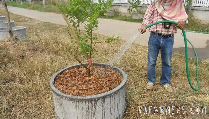การดูแลมะนาวปลูกใหม่ ให้ได้ต้นมะนาวมีคุณภาพ - Thfarmers.Com