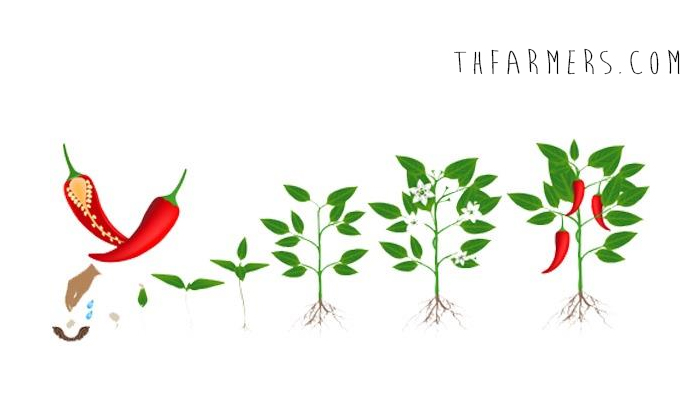 ตารางการเจริญเติบโตของต้นพริก มีความสำคัญอย่างไร - Thfarmers.Com