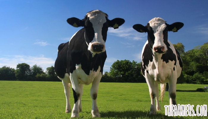 การสร้างแผนผังมาตรฐานสำหรับการออกแบบฟาร์มวัวนม